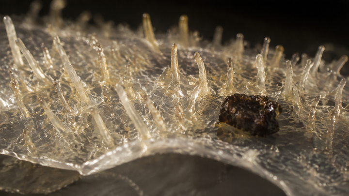medical wax-cast macro editorial visualization for Sebaceous Filaments Aren't Blackheads. A Nose Strip Lifts the Same Thing Off Everyone, Including People With Clear Skin.