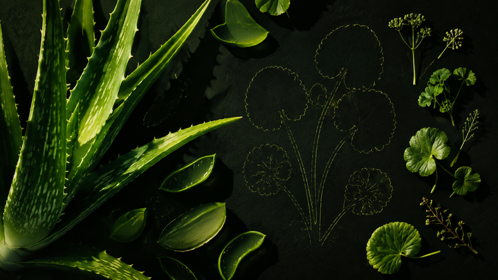 botanical photogram with missing specimen editorial visualization for We Sell a Gel Called 'Aloe CICA'. There Is No Centella in It.
